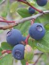 Huckleberry History, Huckleberries, Vaccinium globulare