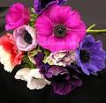 Wholesale Anemones | Buy Anemones Wedding Flowers