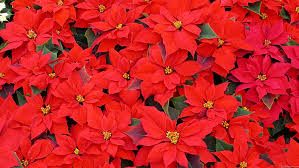?????????????????????? picture of a poinsettia