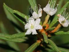 Attēlu rezultāti vaicājumam “Ledum palustre flower”