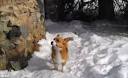Dead skier's dog survives killer avalanche after walking four ...