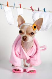 vestire i cani