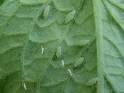 Growing Small Farms: Aphids
