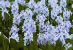 <b>Pontederiaceae</b> Eichhornia