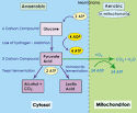 SparkNotes: Glycolysis: Anaerobic Respiration: Homolactic Fermentation