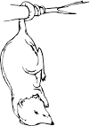 Possum coloring page