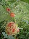 Flower challenge. OK I did not know what this is but thanks to Geographers I - via Daymix