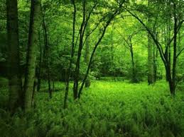 http://t1.gstatic.com/images?q=tbn:ANd9GcTTtLXIj3o1zidrO092D_MRUlyTDtnwwUrZCntv1OMyd2X_eSvF