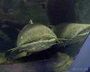 Flathead Catfish: WhoZoo