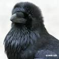 NATURALLY SPEAKING: Resourceful RAVENS