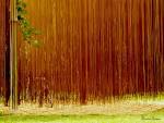 File:Jugando entre Fideos - via Daymix