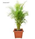 Medium <b>Areca</b> Palm Tree
