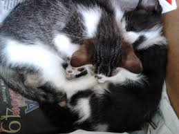 Source: http://myanimalcare.org/2013/02/01/vaccination-subsidy-for-2-cats-tuxie-and-tong-tong-chin-ying-fongs/ - vaccination-subsidy-for-2-cats-tuxie-and-tong-tong-chin-ying-fongs-2013-02-01-174040-3108