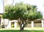 San Diego Plant Pictures