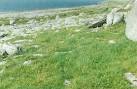 micro-climate encourages the growth of a wide range of plants. - via Daymix