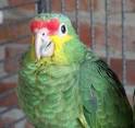 Red-lored Amazon Parrot, Yellow Cheek Amazon, Amazona autumnalis