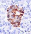 Anti-<b>Chromogranin A</b> antibody