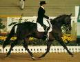 Breeds of Livestock - Dutch Warmblood Horse