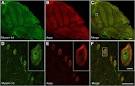ScienceDirect.com - Brain Research - Expression and localization ...