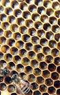 Honeybee