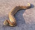 bufadora por snake en Arte - via Daymix