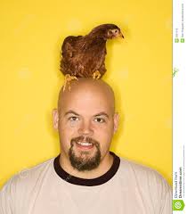 Bald man with chicken on head - bald-man-chicken-head-2051418