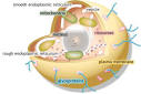 blobs.org - The Cell