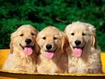 A Dog's Life