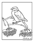 Sparrow coloring page