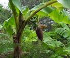 near to Salcombe, Devon, Great Britain. Bananas growing in Overbecks garden - via Daymix