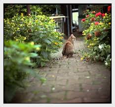 König Katze - Bild \u0026amp; Foto von Peter Geschwill aus Katzen ...