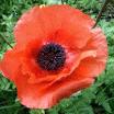 PAPAVERACEAE