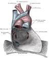 <b>Pericardium</b>