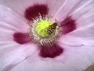 Insect feasting on Opium poppy (Papaver somniferum) - via Daymix