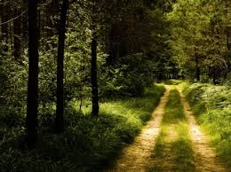 Hasil gambar untuk pemandangan alam hutan