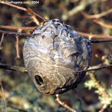 external image images?q=tbn:ANd9GcTV_BbLkvCUel5W7ZVLkvMunMU8O7AgMoPp7xCrhACtqeHmuiAq&t=1