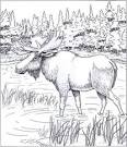Moose coloring page