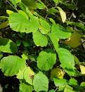 <b>Hamamelis</b> virginiana
