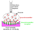synapses