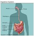 Human Body Digestive System Organs, How It Works, and More
