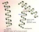Carbohydrate polymers | A Level Notes