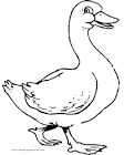 Duck coloring page