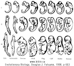 BIOLOGY TEXTBOOK FRAUD: Embryology: The "biogenetic law" Earnst ...