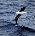 Wandering ALBATROSS - Drone Aircraft