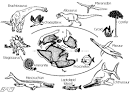 Origin of Modern Sharks