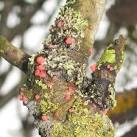 Pink fungal parasite on lichen - via Daymix