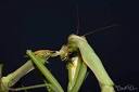 Reed Bio 342