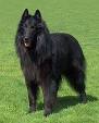 Belgian Shepherd Dog (Groenendael) - Wikipedia, the free encyclopedia