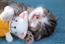 myLot Photos   sleeping cat