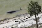 Ten pilot whales are dead after pod of four dozen strands itself ...